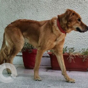 Found: Brown Female Indie Dog from Block K, South City I, Sector 41, Gurugram-2