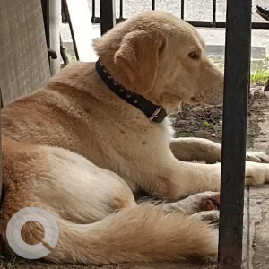Found: White-Brown Mix Male Indie Dog from Karvenagar Near Cummins College (Polekars Idli lane)-2