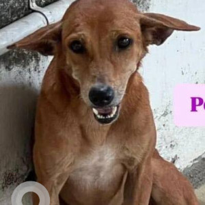A Black and Brown Indie Dog Missing from Zone 11 Valasaravakkam, Chennai