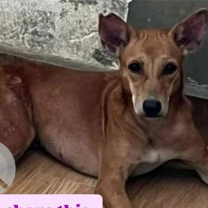 A Black and Brown Indie Dog Missing from Zone 11 Valasaravakkam, Chennai-2