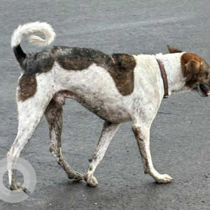 Found: White-Brown Mix Male Indie Dog from Nine Hills Society, NIBM Road-3