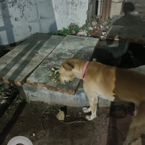 A White-Brown Mix Indie Dog Found from Noida