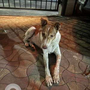 Found: White-Brown Mix Male Indie Dog from Sector 11, Koparkhairane Shanti heights