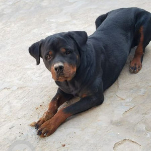 Missing: Black and Brown Male Rottweiler Dog from Village Achchhapur, Post Office Hamirwas, Rajghar, Churu, Rajasthan-2