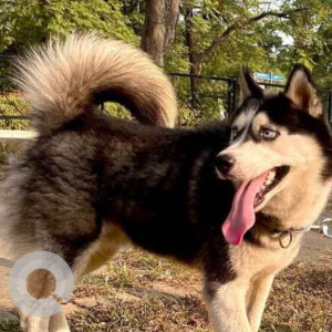 Missing: Black and White Male Husky Dog from Sector 35, Chandigarh-2