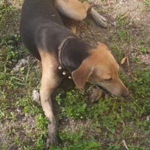 Missing: Black and Brown Male Indie Dog from Mira Society, Pulgate