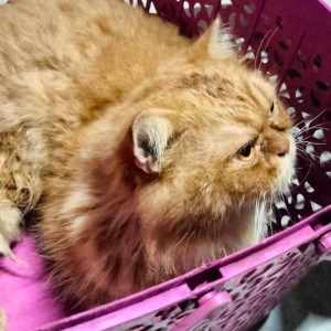 Found: Orange Male Persian Cat from Arey Colony, Goregaon-2