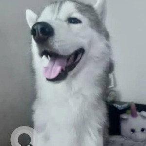 A White and Grey Siberian Husky Dog Missing from Hongasandra, Bengaluru-4