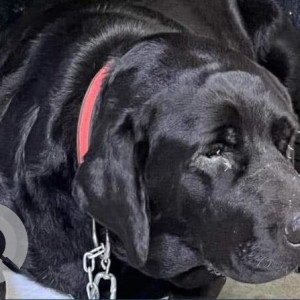 A Black Labrador Dog Found from Sector 30, Gurugram