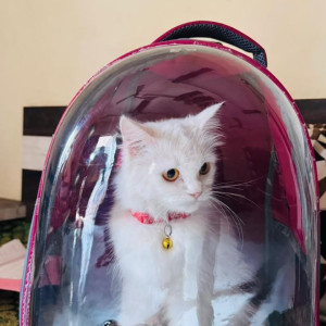 A White Persian Cat Missing from Sadashiv Peth, Pune