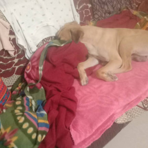 Found: Black and Brown Male Indie Dog from Mumbai-2