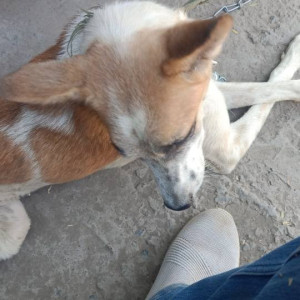 Found: White-Brown Mix Male Indie Dog from Dhayari near Majestic society-2