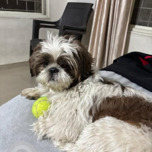 Missing: Black and White Male Shih Tzu Dog from Cheery tails, Old Sangvi