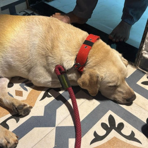 Found: White Male Labrador Dog from Parvati Police Chauki near Shahu college road-4