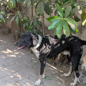 Found: Black and White Male Indie Dog from RIMS school and Sainik Vihar Society-2