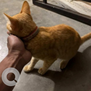 A Orange Tabby Cat Found from HAL 3rd Stage, Bangalore-3