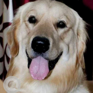 Missing: White Male Golden Retriever Dog from Ashok Nagar