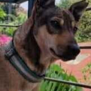 Missing: Brown Male Indie Dog from Davis Road Signal-2