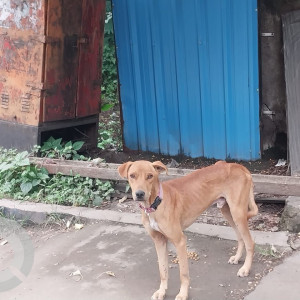 A Brown Indie Dog Found from Ashok Nagar, Pune