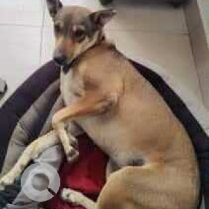 Missing: Brown Male Indie Dog from Davis Road Signal-3