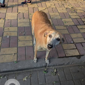 Found: Brown Female Indie Dog from Sunshree E Building, outside Goodies store, NIBM Road