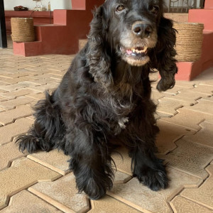 Found: Black Female Indie Dog from Hilltop, Vagatore-2