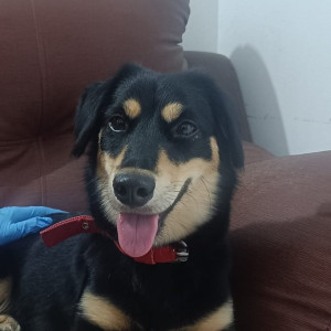 Found: Black and Brown Female Indie Dog from Atur Nagar, Undri near Euro School-2