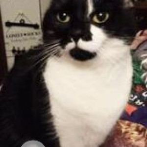 Missing: Black and White Female Tabby Cat from Vaughan Street, Nelson, Lancashire