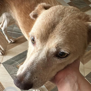 A White-Brown Mix Indie Dog Missing from Dmello Vaddo, Anjuna-2