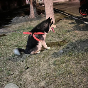 A Black and White Husky Dog Missing from Sector 42, Chandigarh-2