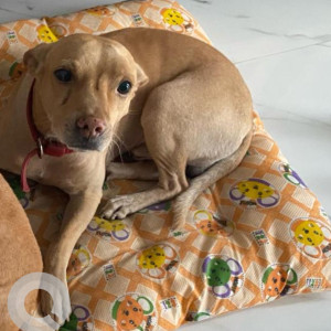 A Brown Indie Dog Missing from Thiruvanmiyur, Chennai