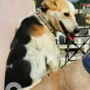 A Black and White Indie Dog Missing from Kodihalli, Bengaluru