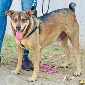 Missing: Black and Brown Male Indie Dog from Kalyaninagar