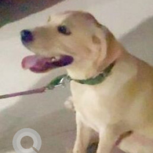 A Golden Indie Dog Missing from Ward 69 Nanal Nagar, Hyderabad