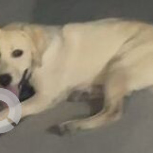 A Golden Indie Dog Missing from Ward 69 Nanal Nagar, Hyderabad-3