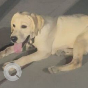 A Golden Indie Dog Missing from Ward 69 Nanal Nagar, Hyderabad-2