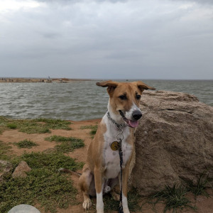 A White-Brown Mix Indie Dog Missing from Malipuram-2