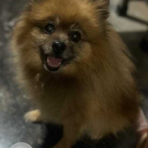 Missing: Brown Male Pomeranian Dog from Road no : 8 , Hastinapuram North Extension,Sagar road , Hyderabad-2