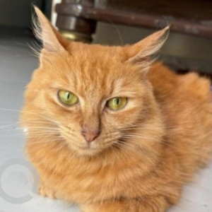 Missing: Brown Female Persian Cat from Lane 10F Tingre Nagar