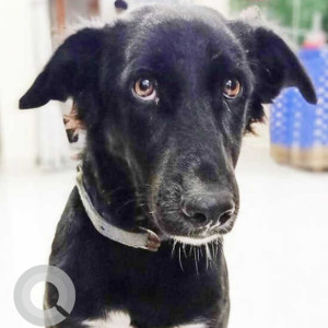 Missing: Black and White Male Indie Dog from Narayan Nagar, Kathora Road, Amravati