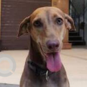 Missing: Black and Brown Female Indie Dog from Chembur , Tilak Nagar and Ghatkopar-2