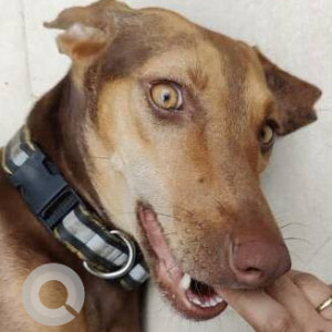 Missing: Black and Brown Female Indie Dog from Chembur , Tilak Nagar and Ghatkopar-3