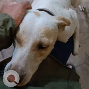 Pink Female Indie Dog is Missing from Tilak Nagar, chembur-2
