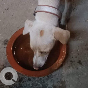 Pink Female Indie Dog is Missing from Tilak Nagar, chembur-3