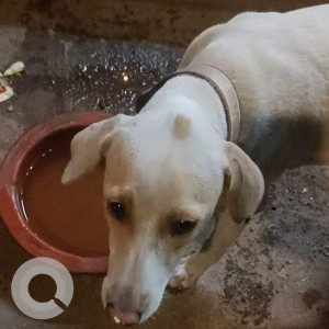 Pink Female Indie Dog is Missing from Tilak Nagar, chembur-4