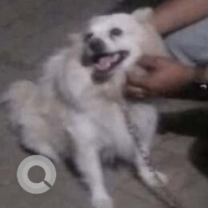 Found: White Male Pomeranian Dog from Krishna Avenue and golden orchid, sector 11 Chikhli