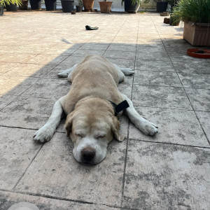 Found: White Male Labrador Dog from Prabhat road-3