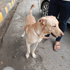 A White-Brown Mix Indie Dog Found from Khora, Noida