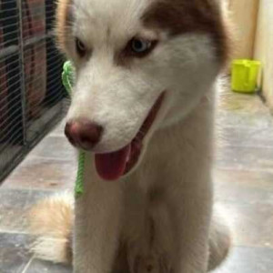 White-Brown Mix Male Husky Dog is Missing from HRS Sector 6-2