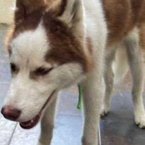 White-Brown Mix Male Husky Dog is Missing from HRS Sector 6